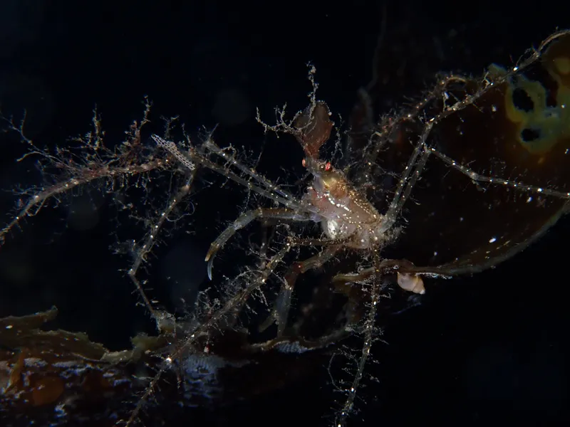 Long Legged Spider Crab (Macropodia rostrata)