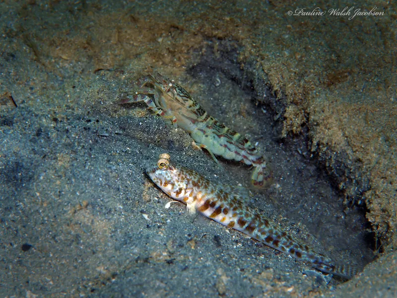 Sand Snapping Shrimp (Alpheus floridanus)