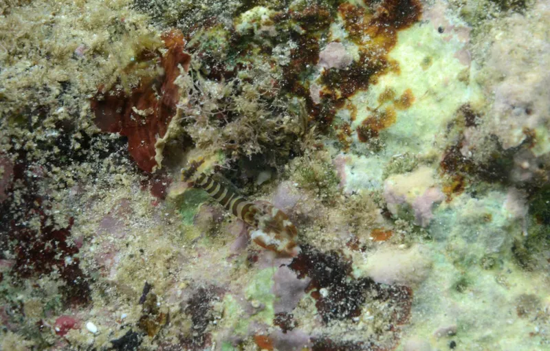 Alpheus websteri