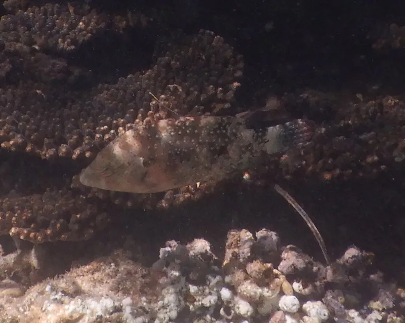 Floral Wrasse (Cheilinus chlorourus)