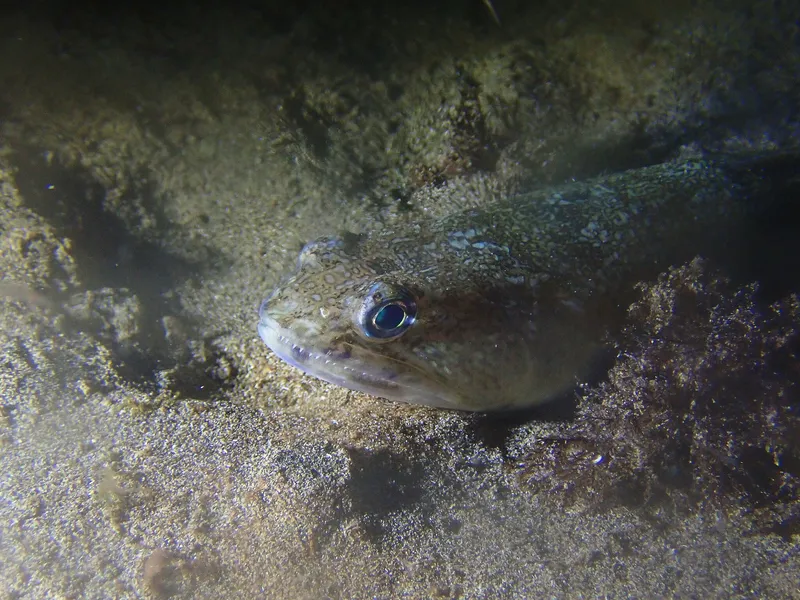 Bluestripe Lizardfish (Synodus saurus)