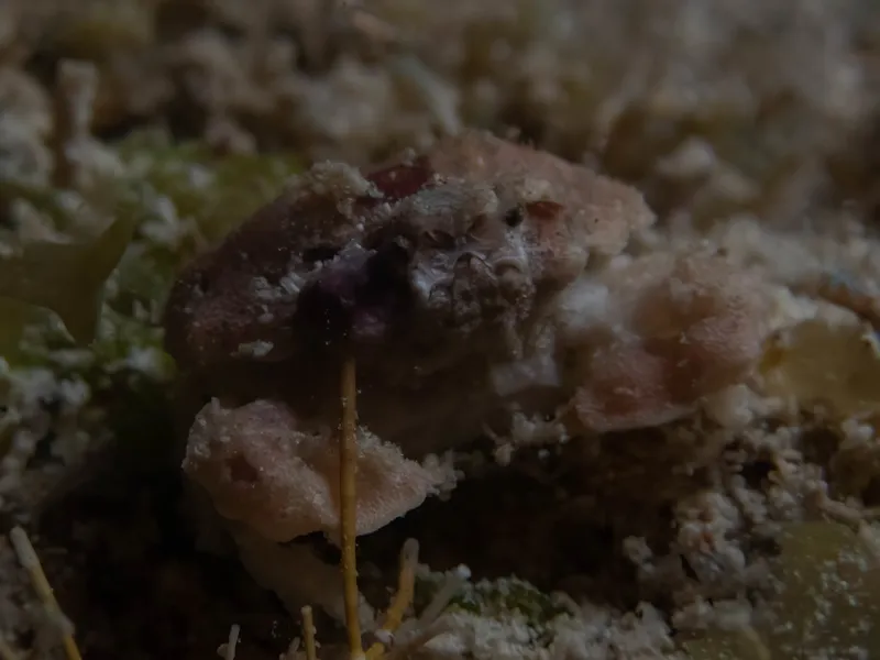 Sculptured Clutch Crab (Ebalia cariosa)