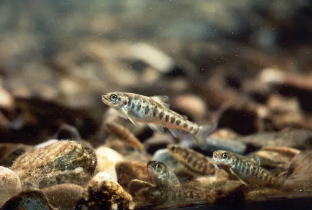 Atlantic Salmon (Salmo salar)