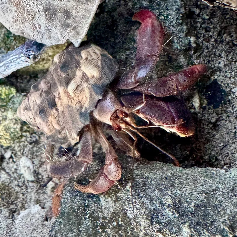 Caribbean Hermit Crab (Coenobita clypeatus)