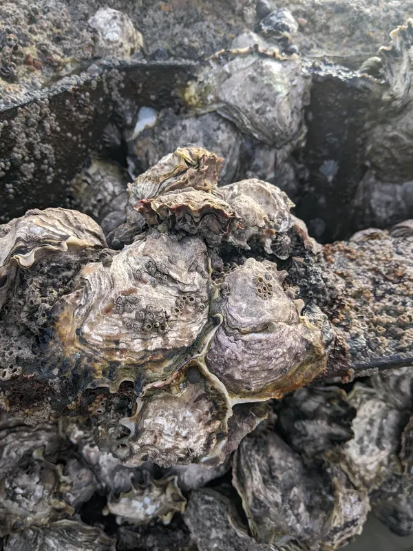 Pacific Oyster (Magallana gigas)