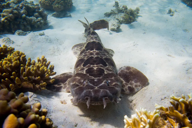 North Australian Wobbegong (Orectolobus wardi)