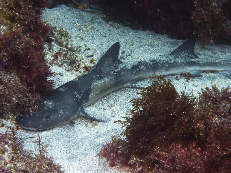 Japanese Topeshark (Hemitriakis japanica)