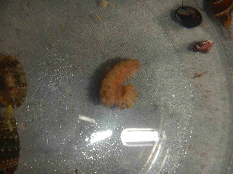 Ribbed Chiton (Lepidopleurus cajetanus)
