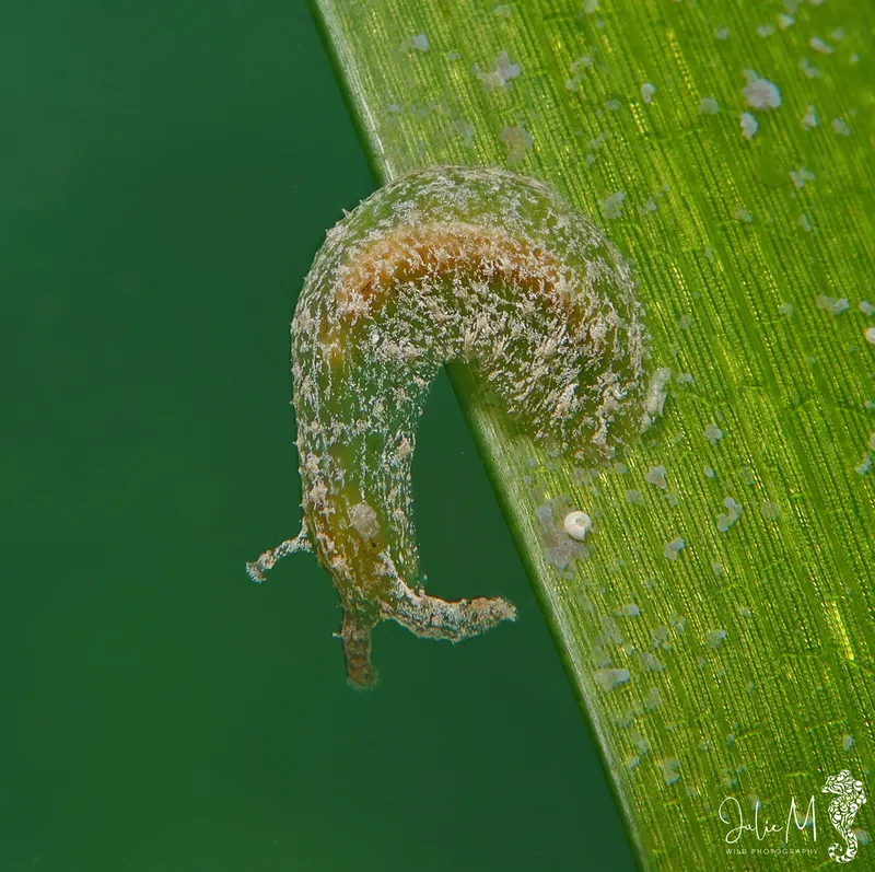 turtlegrass seahare (Phyllaplysia engeli)