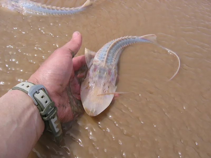 Amu Darya Sturgeon (Pseudoscaphirhynchus kaufmanni)