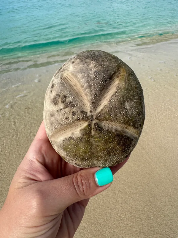 Large Heart Urchin (Meoma ventricosa)