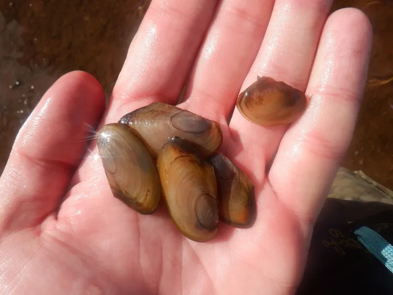 Compressed River-mussel (Pseudanodonta complanata)