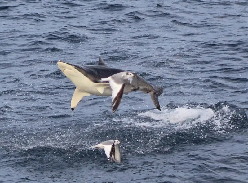 Spinner Shark (Carcharhinus brevipinna)