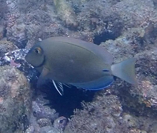 Ocean Surgeon (Acanthurus bahianus)