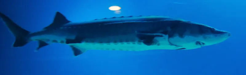 Chinese Sturgeon (Acipenser sinensis)