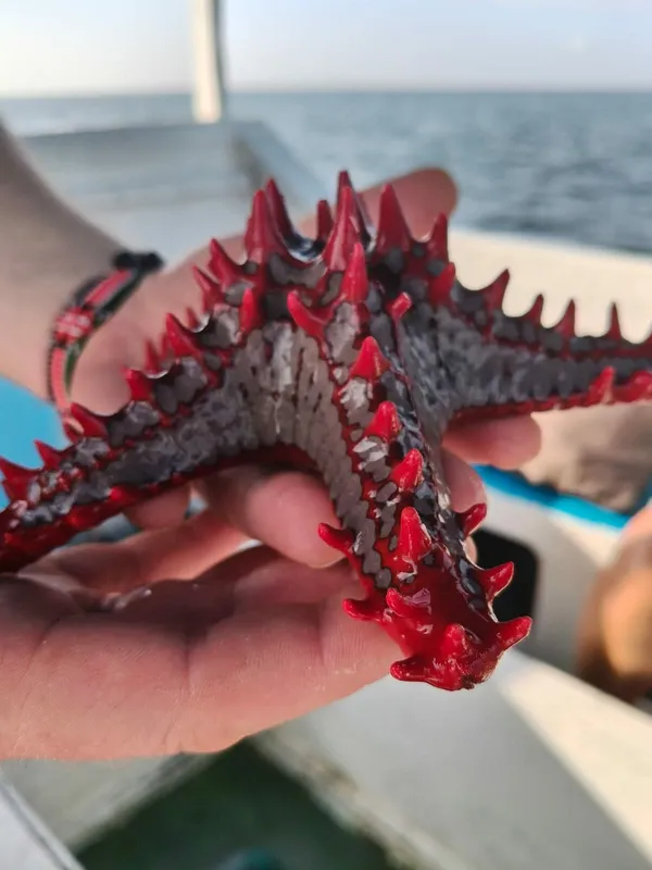 Red-Knobbed Sea Star (Protoreaster lincki)