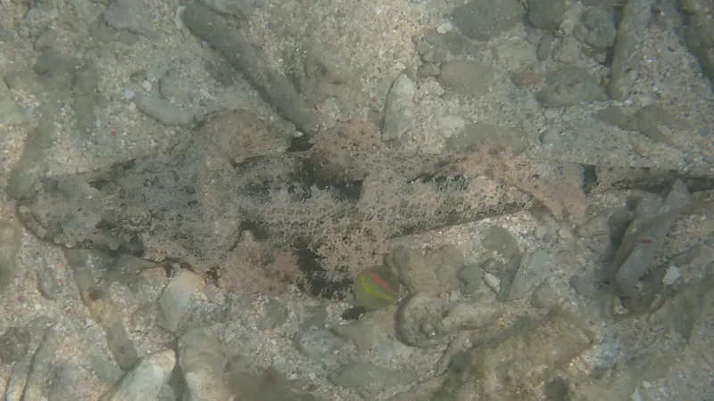 De Beaufort's Flathead (Cymbacephalus beauforti)