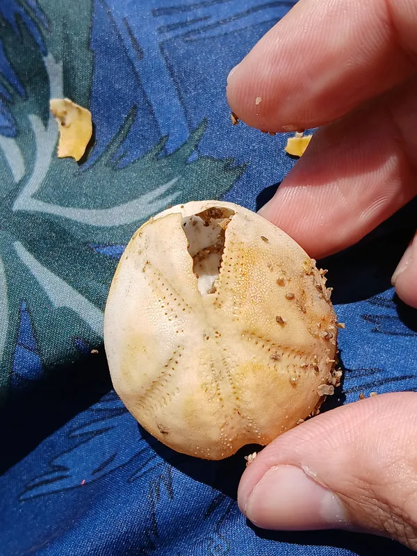 Echinocardium fenauxi