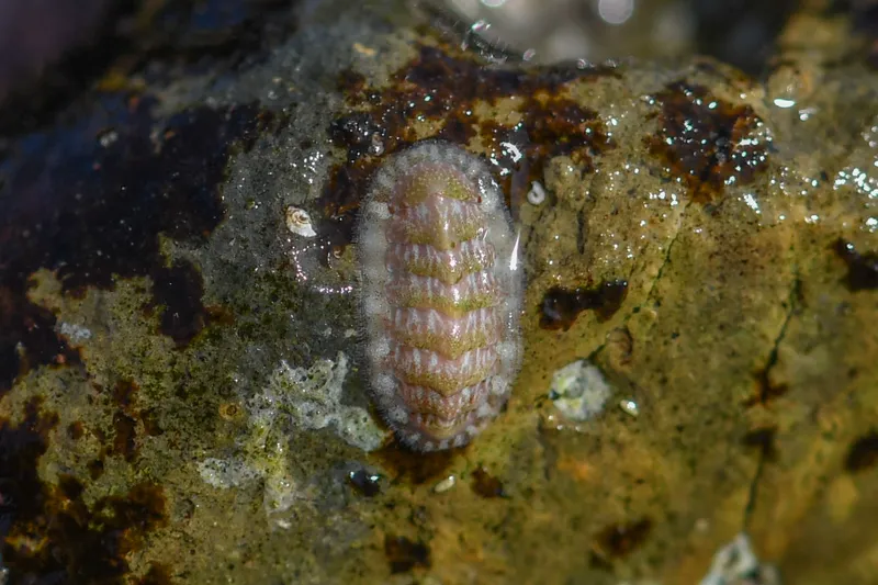 Lepidochitona monterosatoi