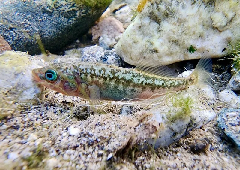 Burnstickle (Gasterosteus aculeatus)