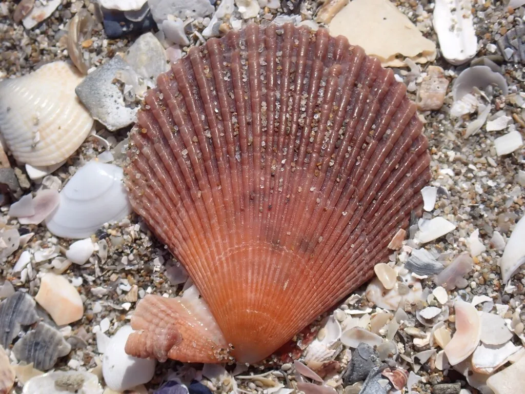 Variegated Scallop (Mimachlamys varia)