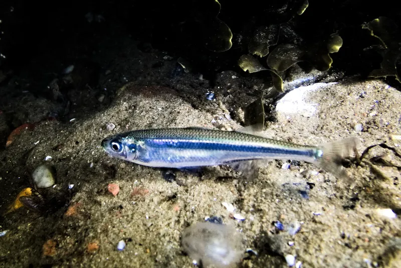Sand Smelt (Atherina presbyter)
