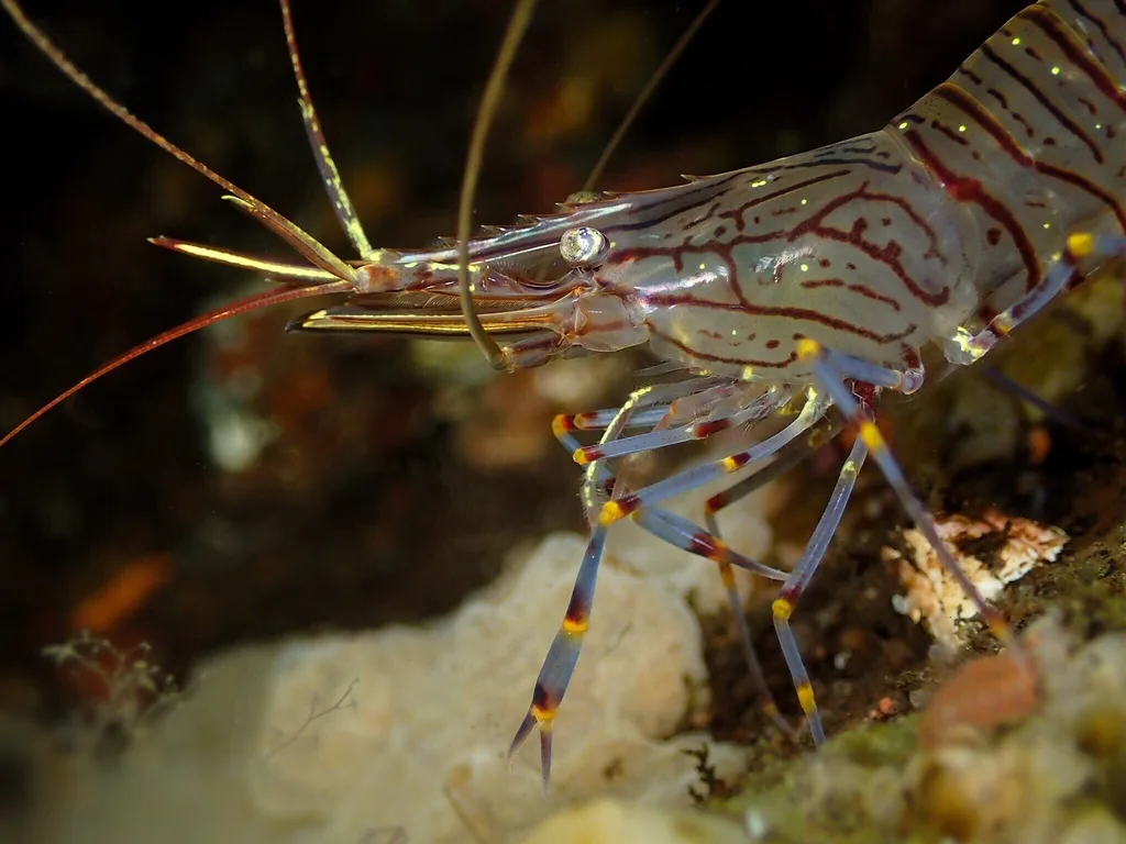 Common Prawn (Palaemon serratus)