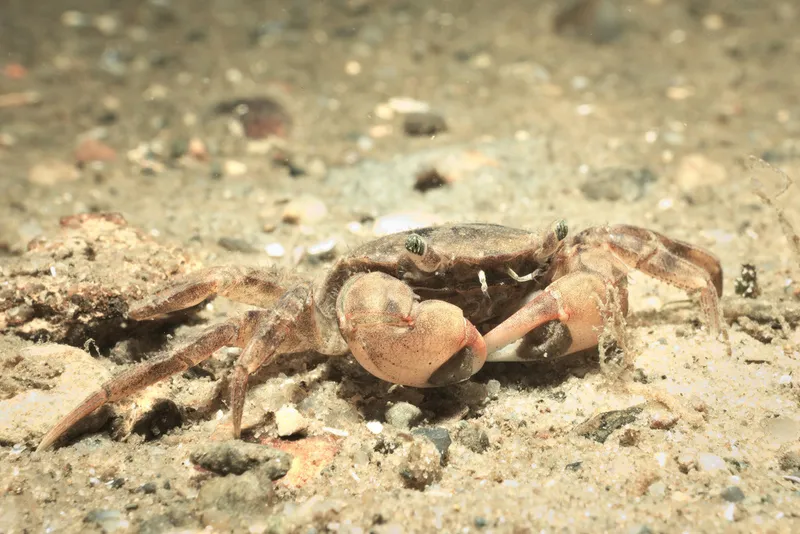 Asian Brush Crab (Hemigrapsus takanoi)