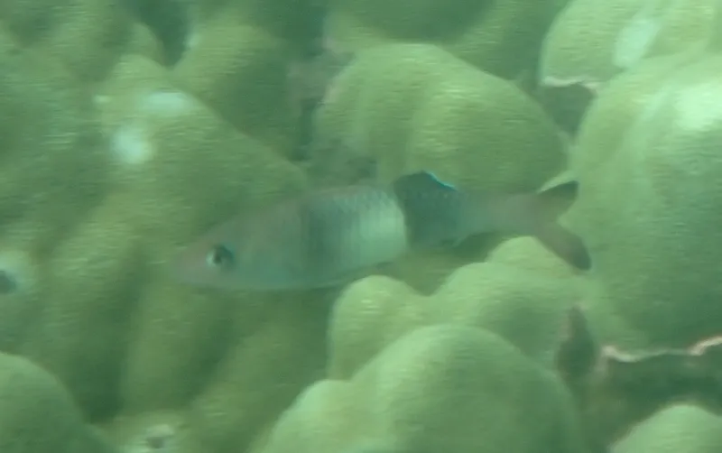Doublebar Goatfish (Parupeneus insularis)
