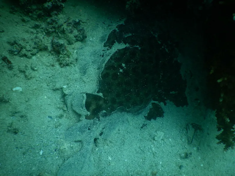 Blackspotted Electric Ray (Torpedo fuscomaculata)