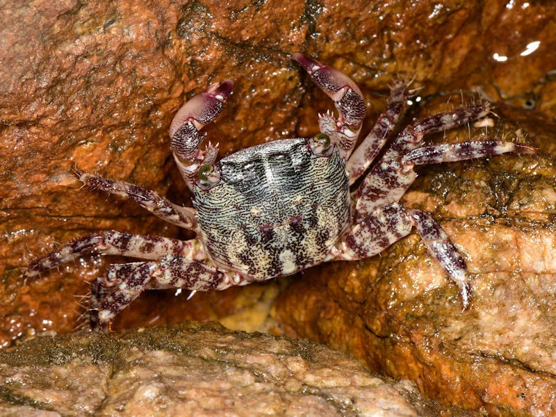 Marbled Rock Crab (Pachygrapsus marmoratus)