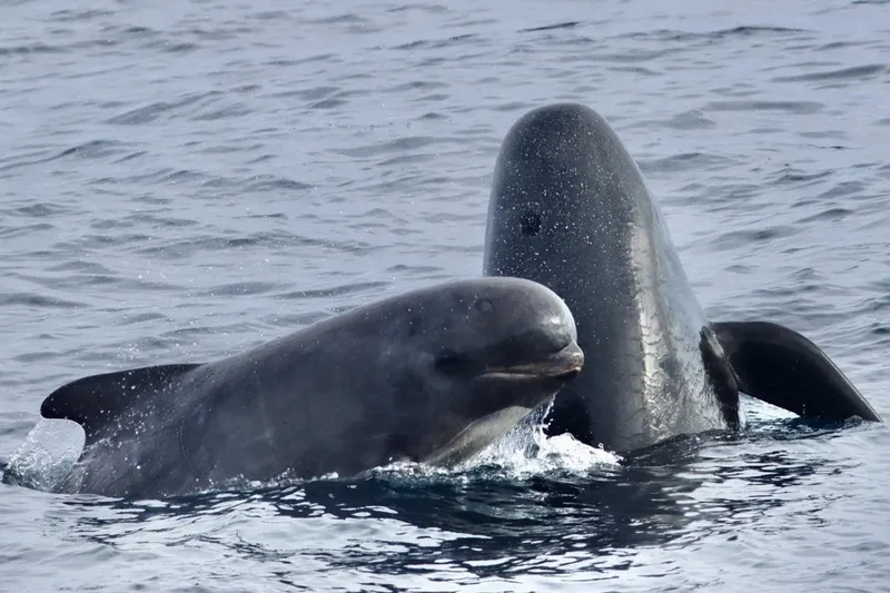 Long-Finned Pilot Whale (Globicephala melas)