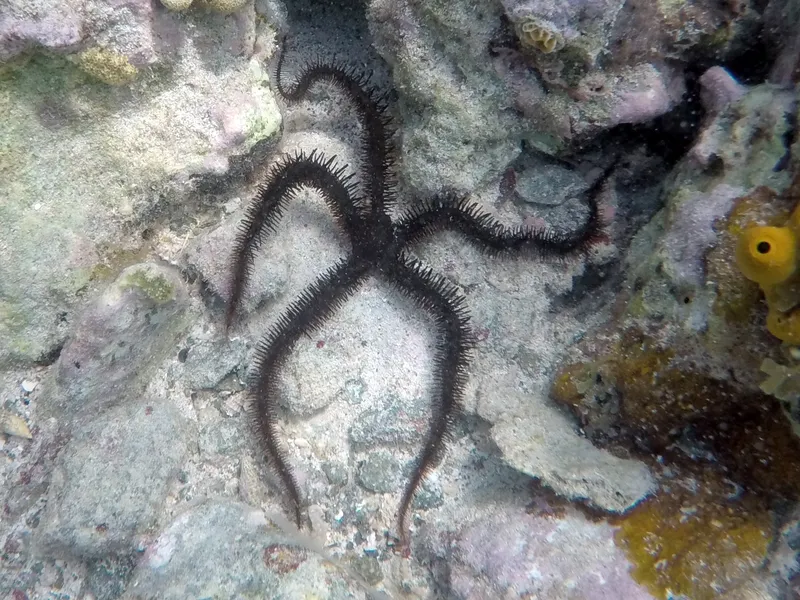Blunt-Spined Brittle Star (Ophiocoma echinata)