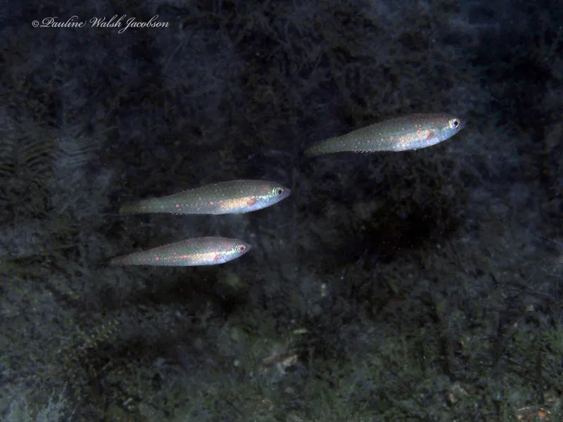 Bluelip Parrotfish (Cryptotomus roseus)
