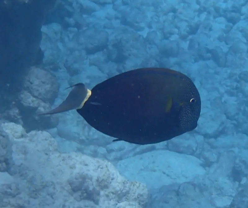 Earbar Surgeonfish (Acanthurus maculiceps)