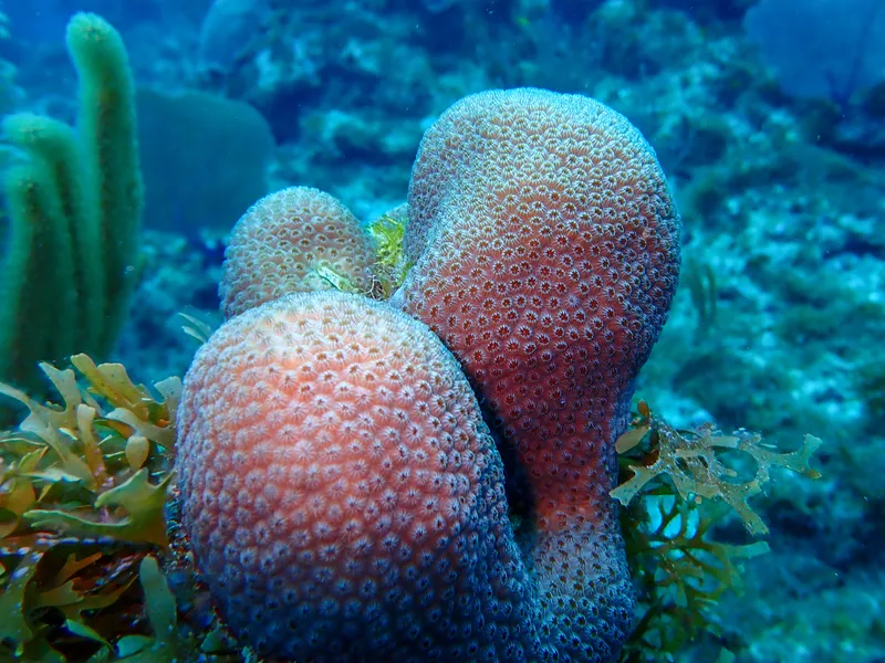Caribbean Star Coral (Orbicella annularis)