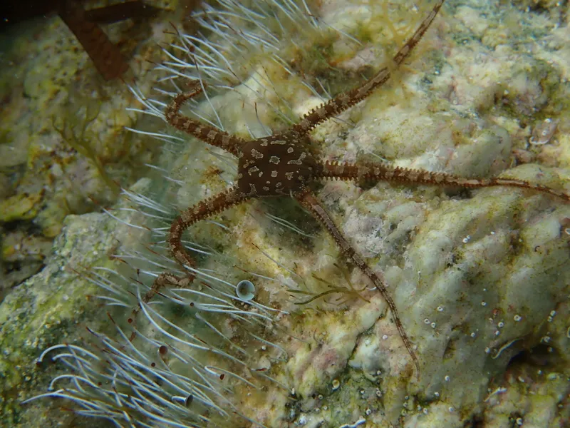 Soft Brittlestar (Ophiomyxa pentagona)