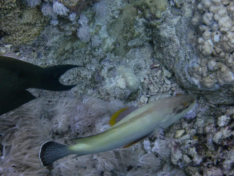 Halfspotted Grouper (Cephalopholis hemistiktos)