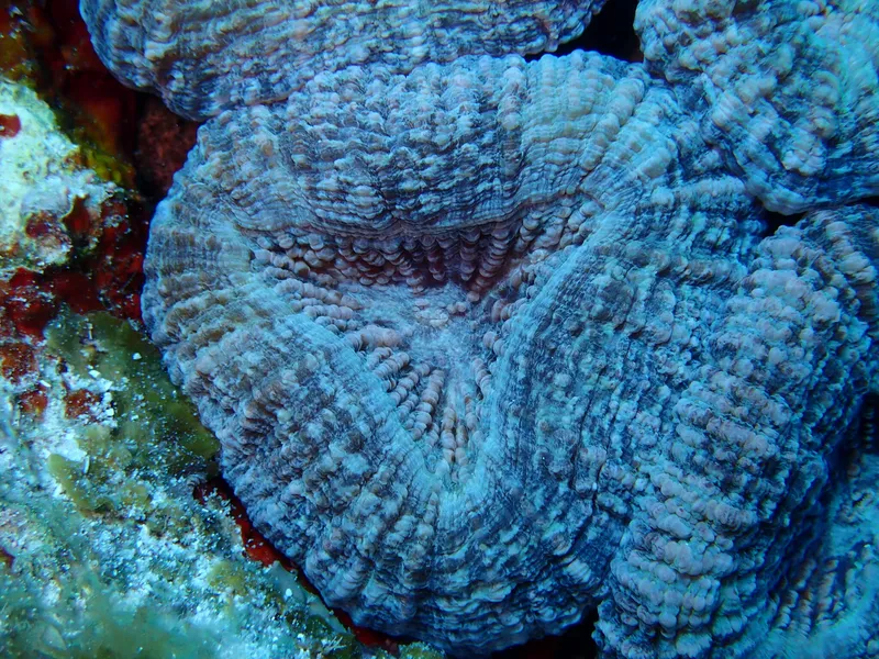 Large Flower Coral (Mussa angulosa)