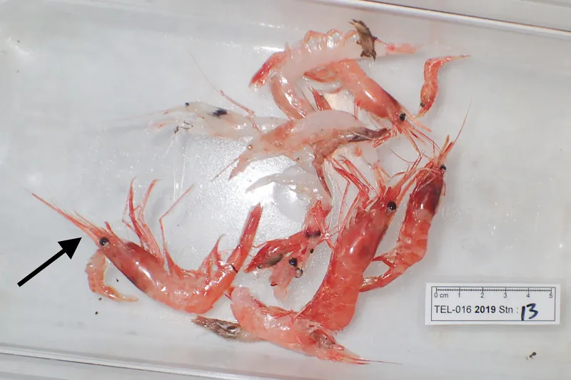 Golden Shrimp (Plesionika martia)