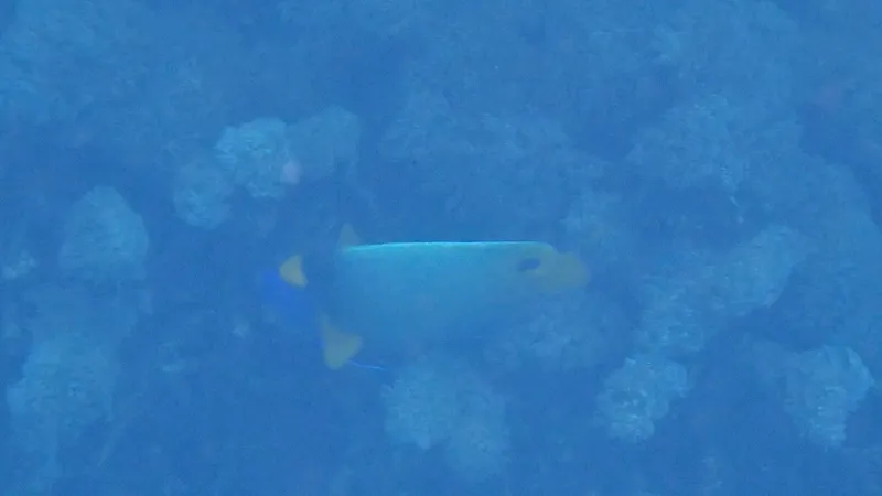 Blue-Face Angelfish (Pomacanthus xanthometopon)