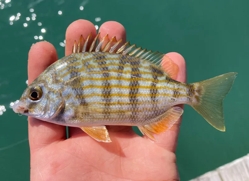 Sea Bream (Archosargus rhomboidalis)