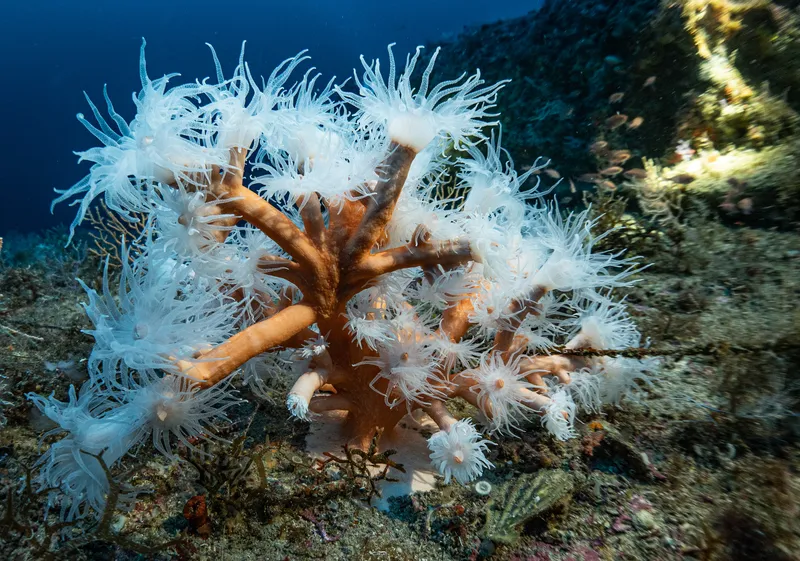 Orange Tree Coral (Dendrophyllia ramea)