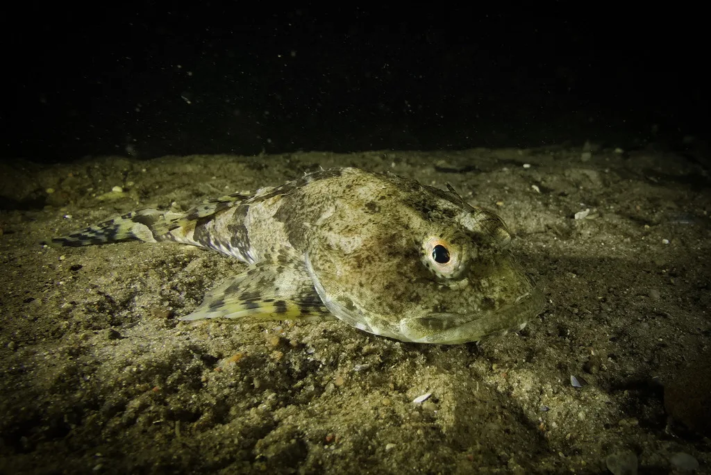 Bull Rout (Myoxocephalus scorpius)