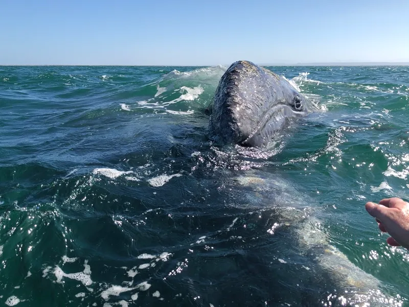Gray Whale (Eschrichtius robustus)