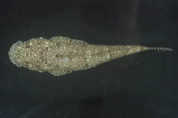 Sand-Diving Flathead (Sunagocia arenicola)