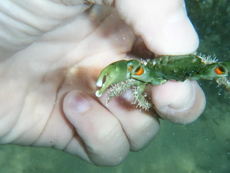 Green Clinging Crab (Mithraculus sculptus)