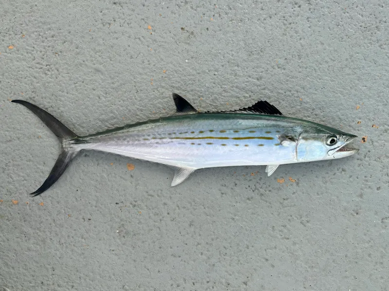 Cero (Scomberomorus regalis)