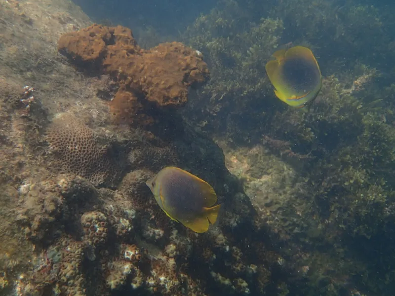 Golden Butterflyfish (Chaetodon aureofasciatus)