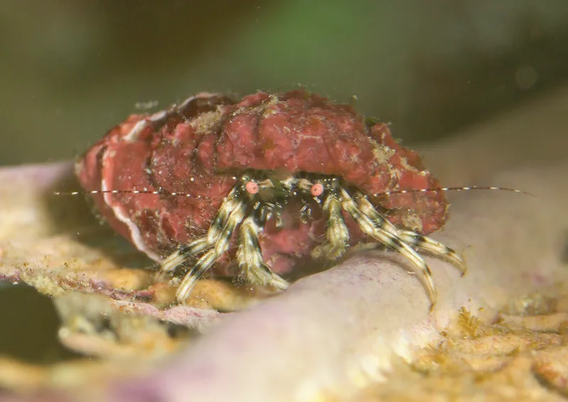 Shortfinger Hermit (Pagurus brevidactylus)